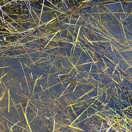 AK8008: Diorama - Still Water (250mL)