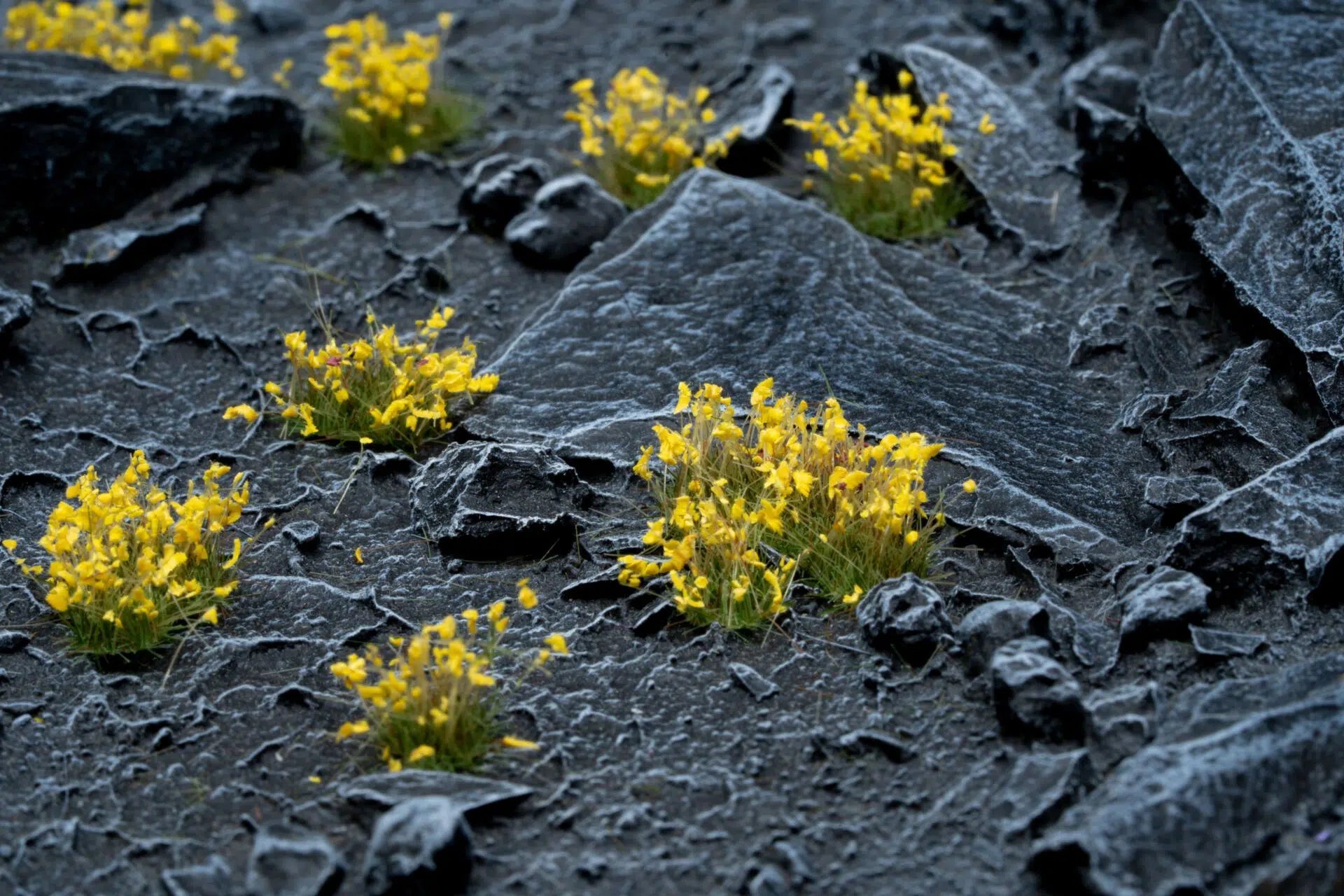Gamers Grass: Yellow Flowers