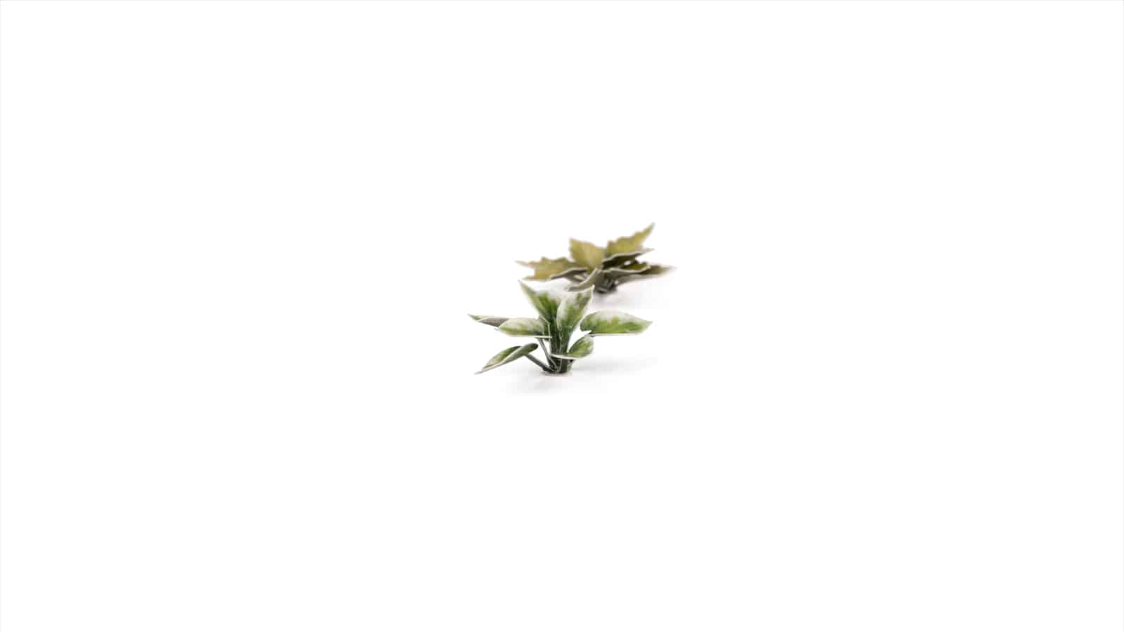 Laser Plants: Plantain Lily