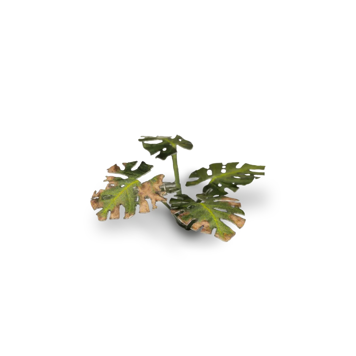 Laser Plants: Monstera